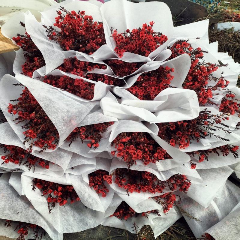 腊梅云南鲜花产地直发一手货源，品种齐全，视频代发全国