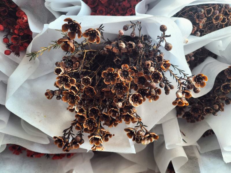 腊梅云南鲜花产地直发一手货源，品种齐全，视频代发全国