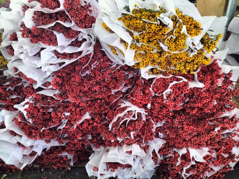 腊梅云南鲜花产地直发一手货源，品种齐全，视频代发全国