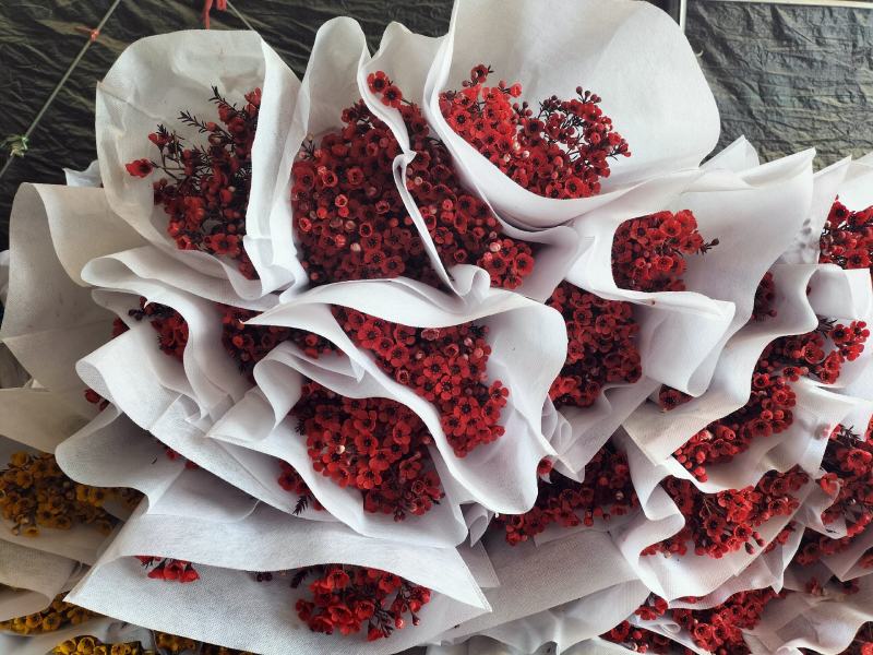 腊梅云南鲜花产地直发一手货源，品种齐全，视频代发全国