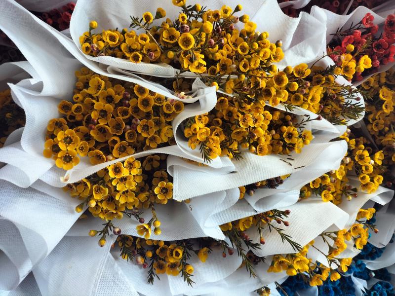 腊梅云南鲜花产地直发一手货源，品种齐全，视频代发全国