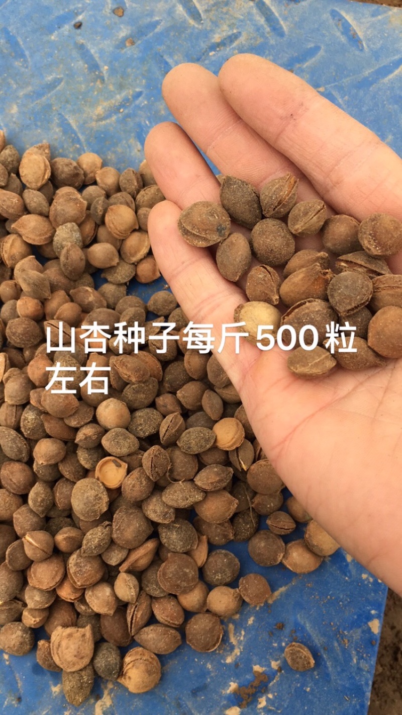 出售山杏种子杏种子春季供沙藏好的发芽率保障