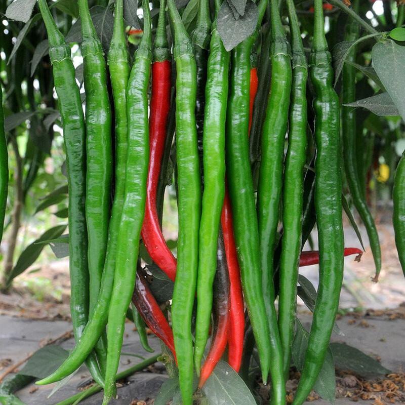 中科长剑线椒种子，早熟翠绿，椒条顺直，结椒能力强
