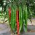 中科长剑线椒种子，早熟翠绿，椒条顺直，结椒能力强