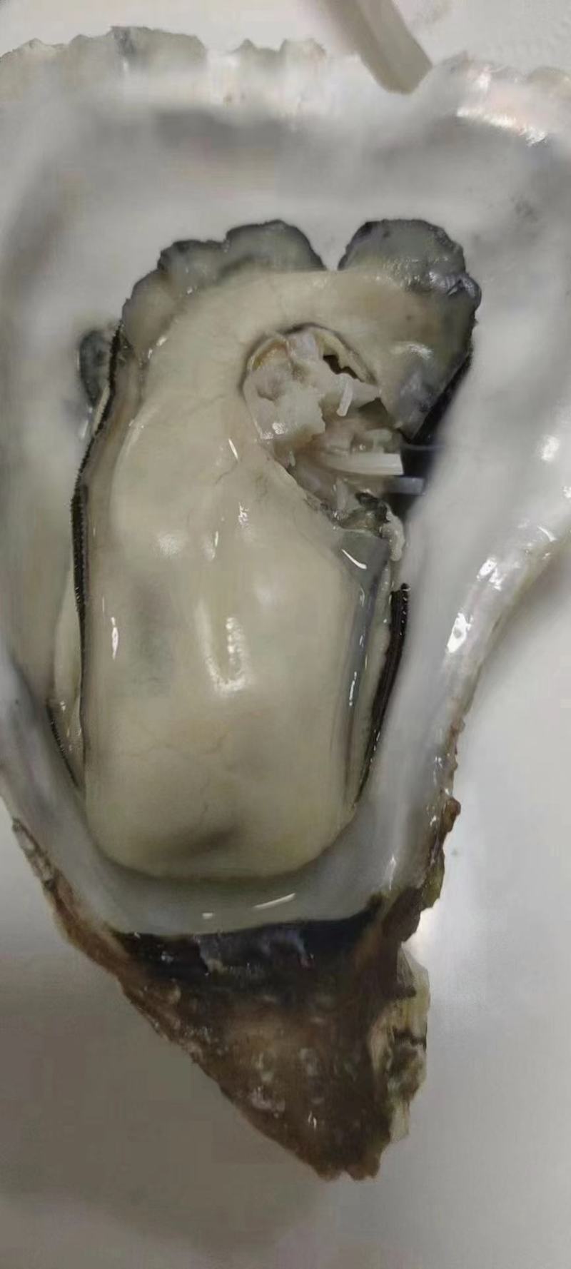 生蚝批发，有量的老板们速度下单，大量上货了