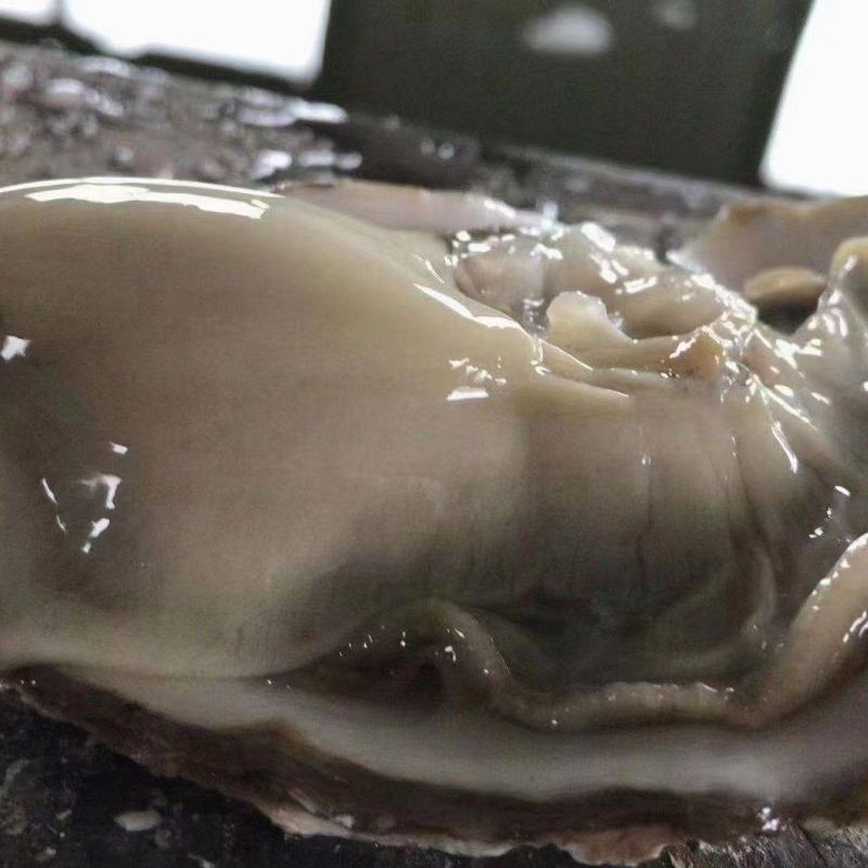 生蚝批发，有量的老板们速度下单，大量上货了