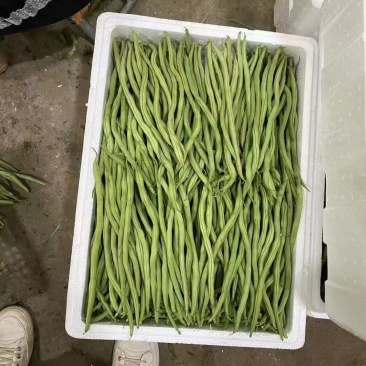 架豆王豆角大量上市新鲜水嫩规格齐全提供各类包装全国接单发货