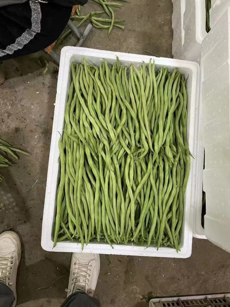 架豆王豆角大量上市新鲜水嫩规格齐全提供各类包装全国接单发货