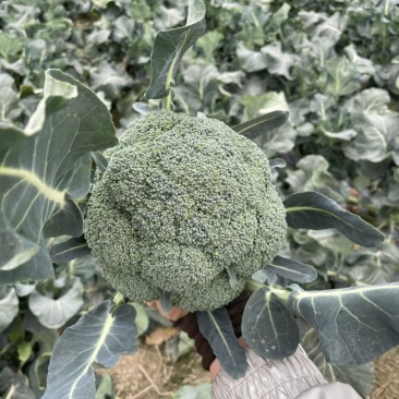 精品西蓝花大型基地产出优质货源产地直发欢迎大家选购