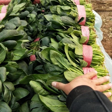 菠菜大量上市