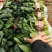 菠菜大量上市