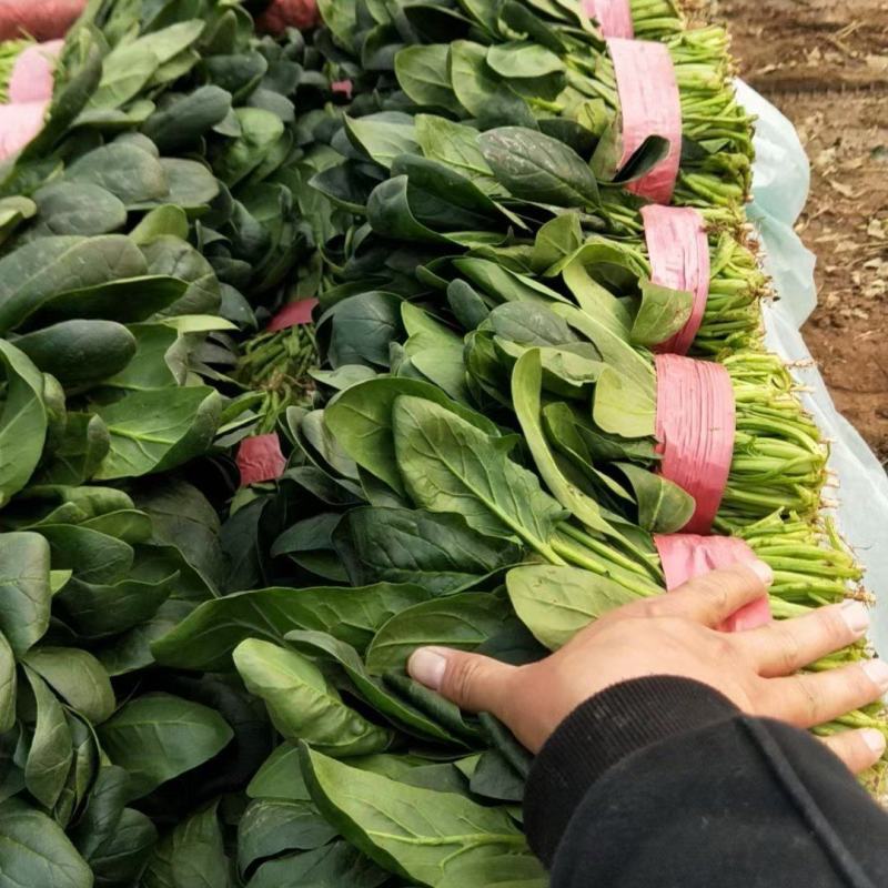 菠菜大量上市