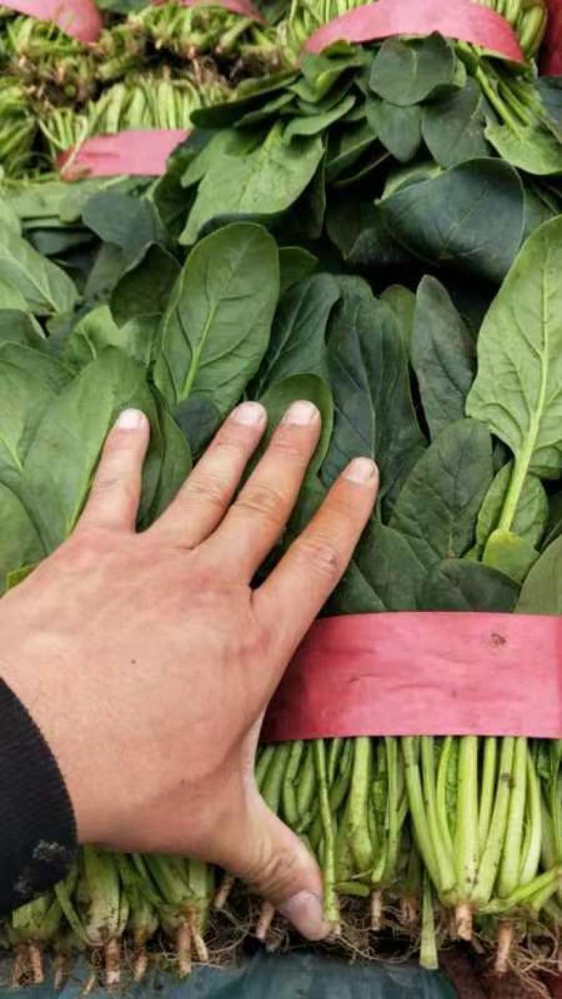 菠菜大量上市