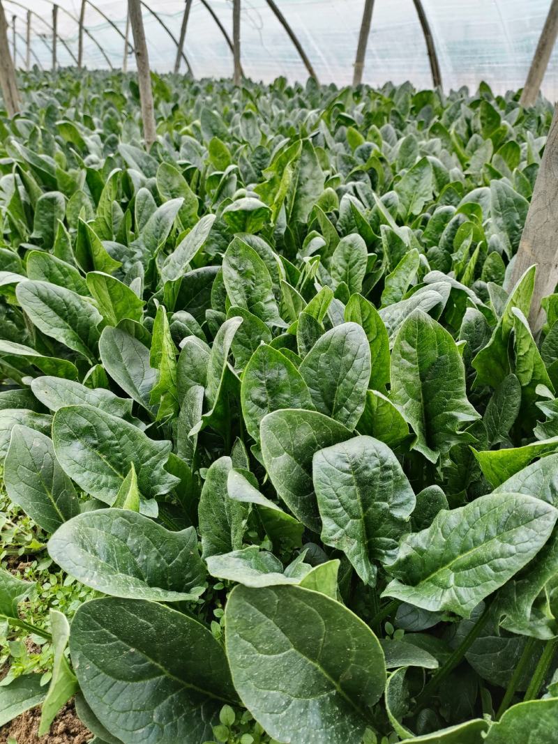 菠菜大量上市