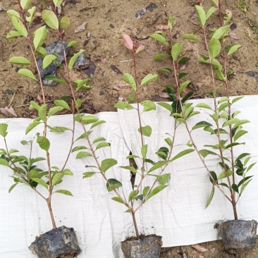 大量供应工程色块小苗