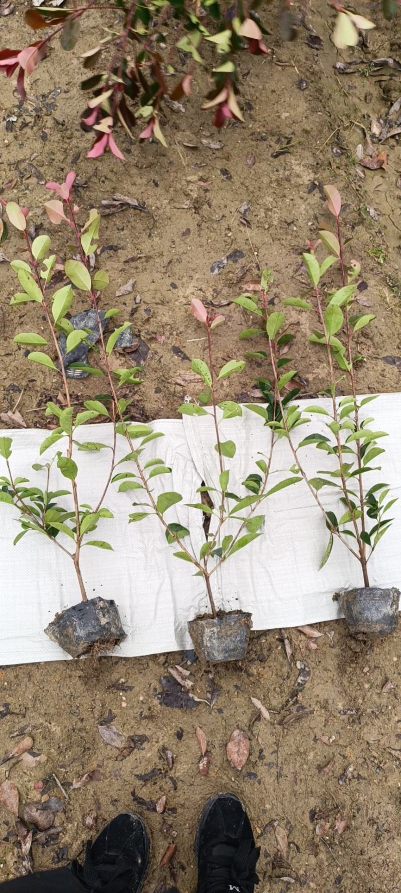 大量供应工程色块小苗