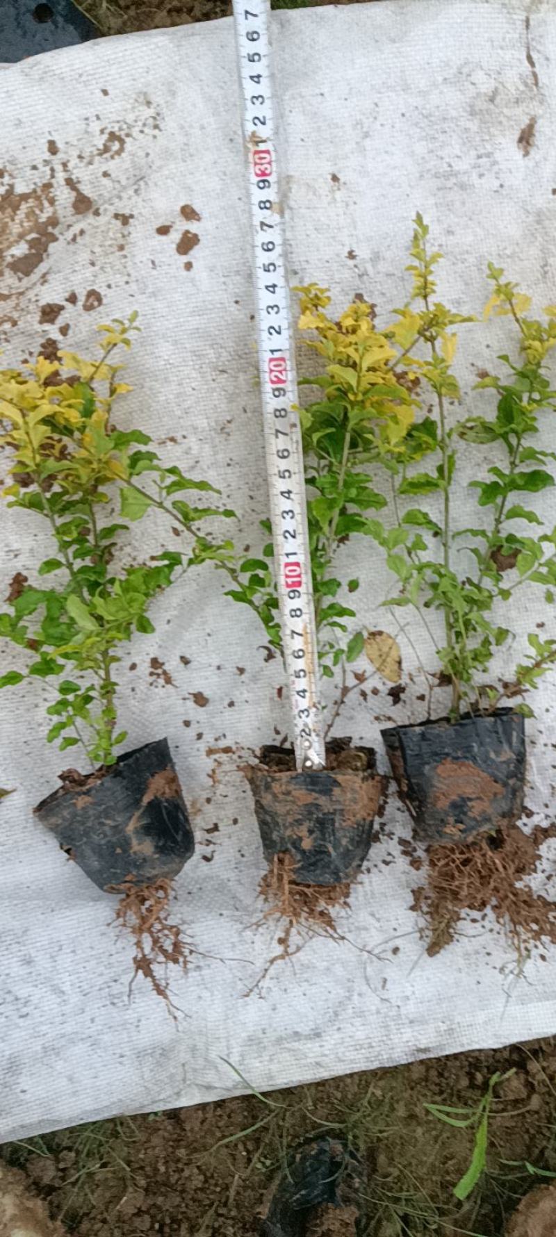 大量供应工程色块小苗