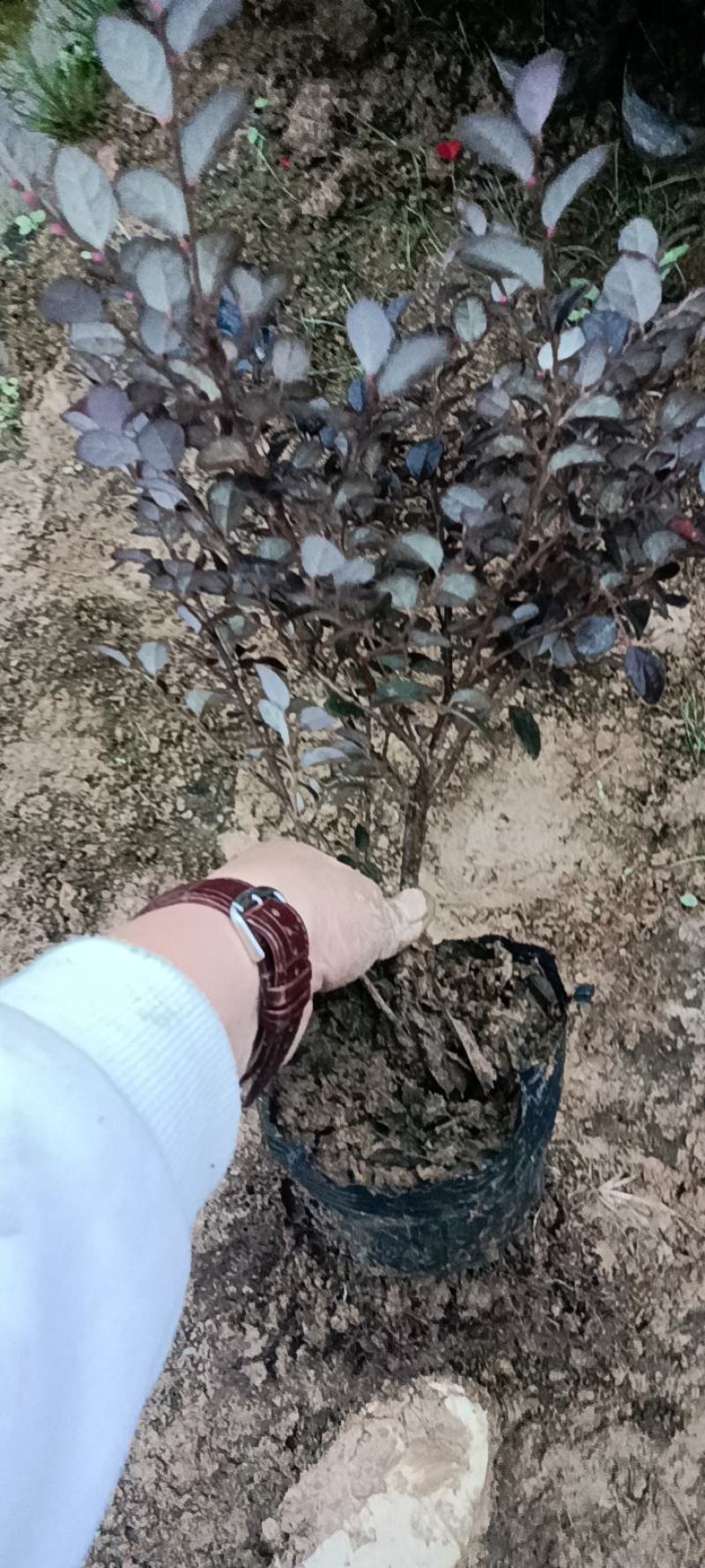 大量供应工程色块小苗