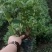 大量供应工程色块小苗