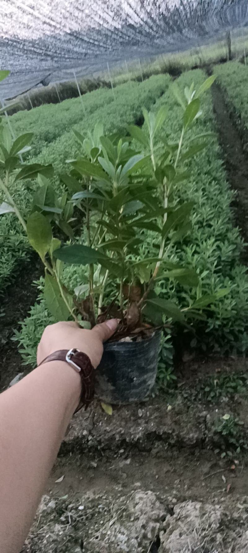 大量供应工程色块小苗