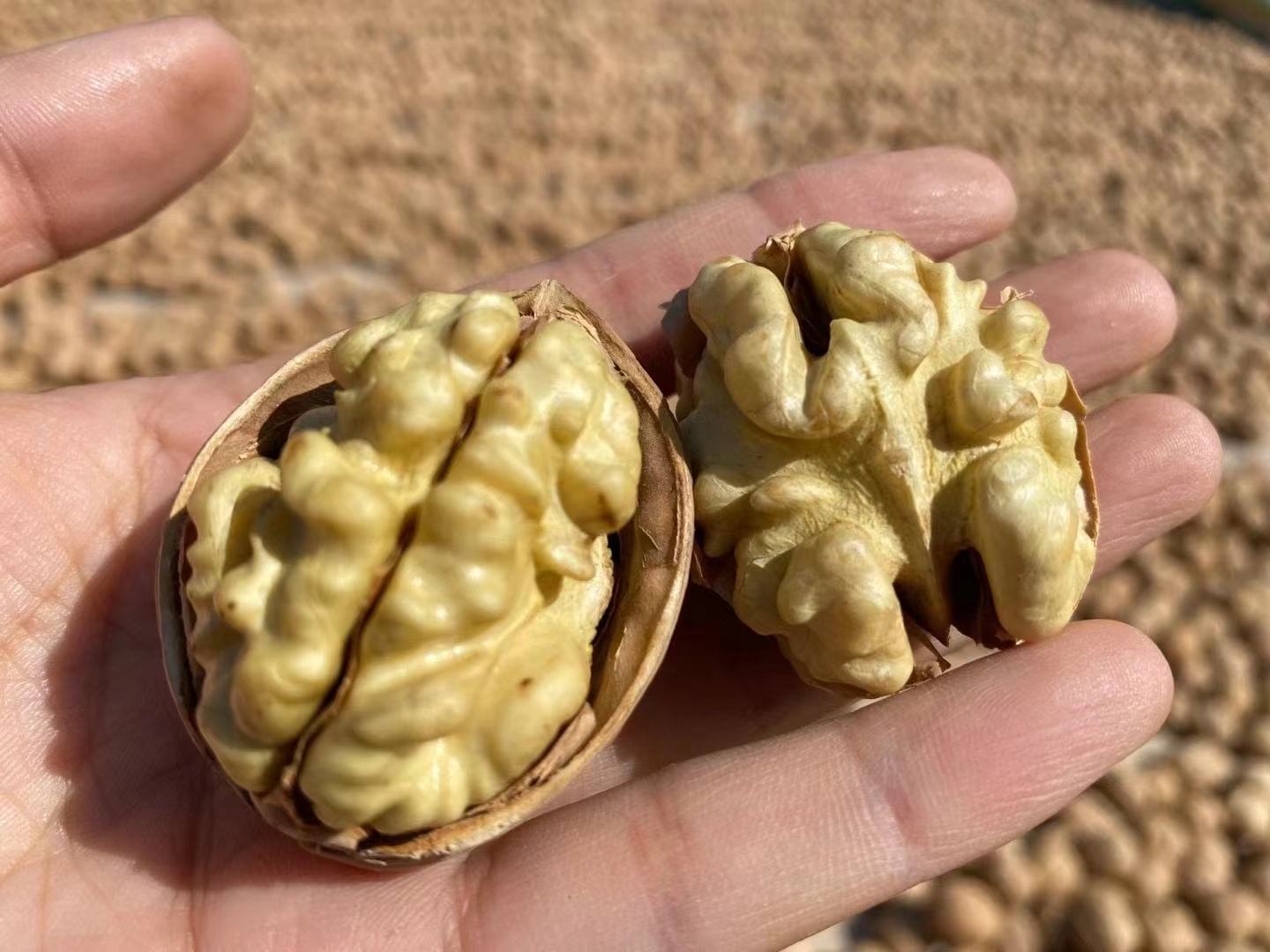 纸皮核桃果仁特写