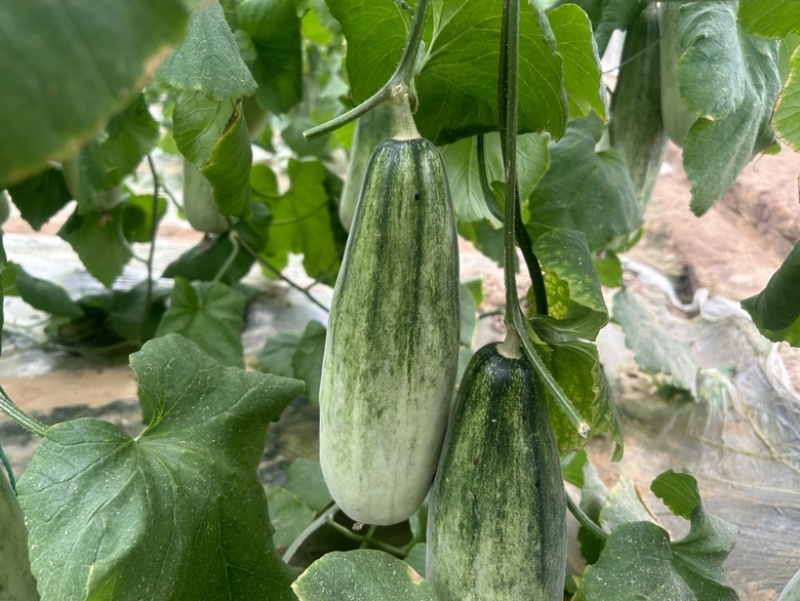 山东头茬羊角蜜甜瓜规格齐全支持直播带货