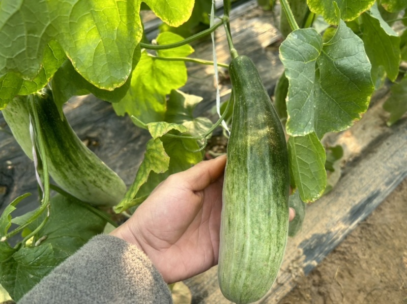山东头茬羊角蜜甜瓜规格齐全支持直播带货