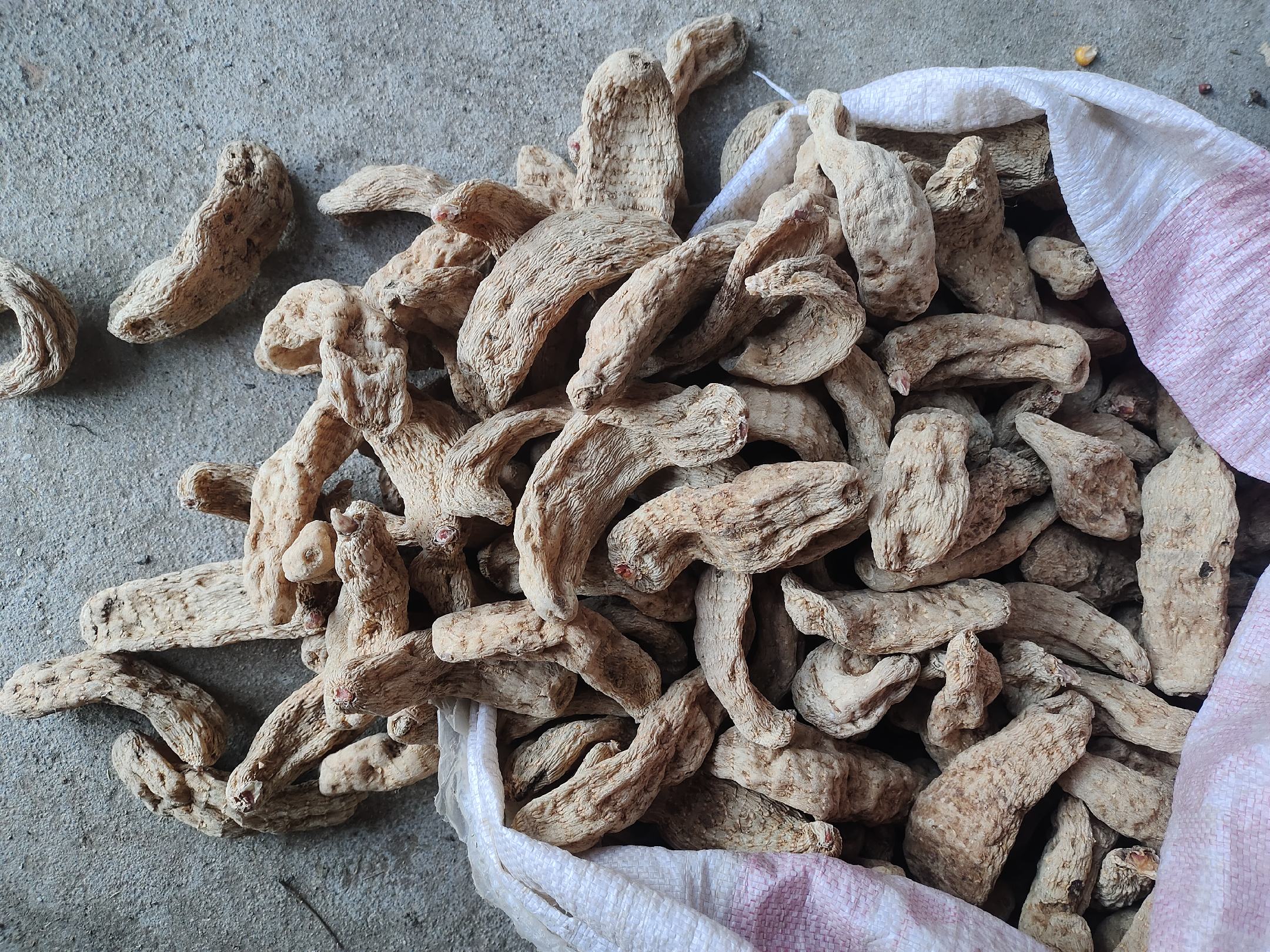赤灵芝切片