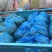 浙江嘉兴平湖原产地供应马兰头，大棚蔬菜全年供应、货源充足