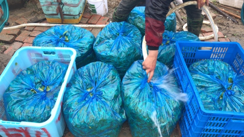 浙江嘉兴平湖原产地供应马兰头，大棚蔬菜全年供应、货源充足