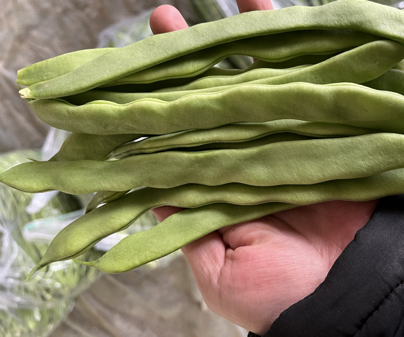 精品芸豆大扁产地直供一条龙服务