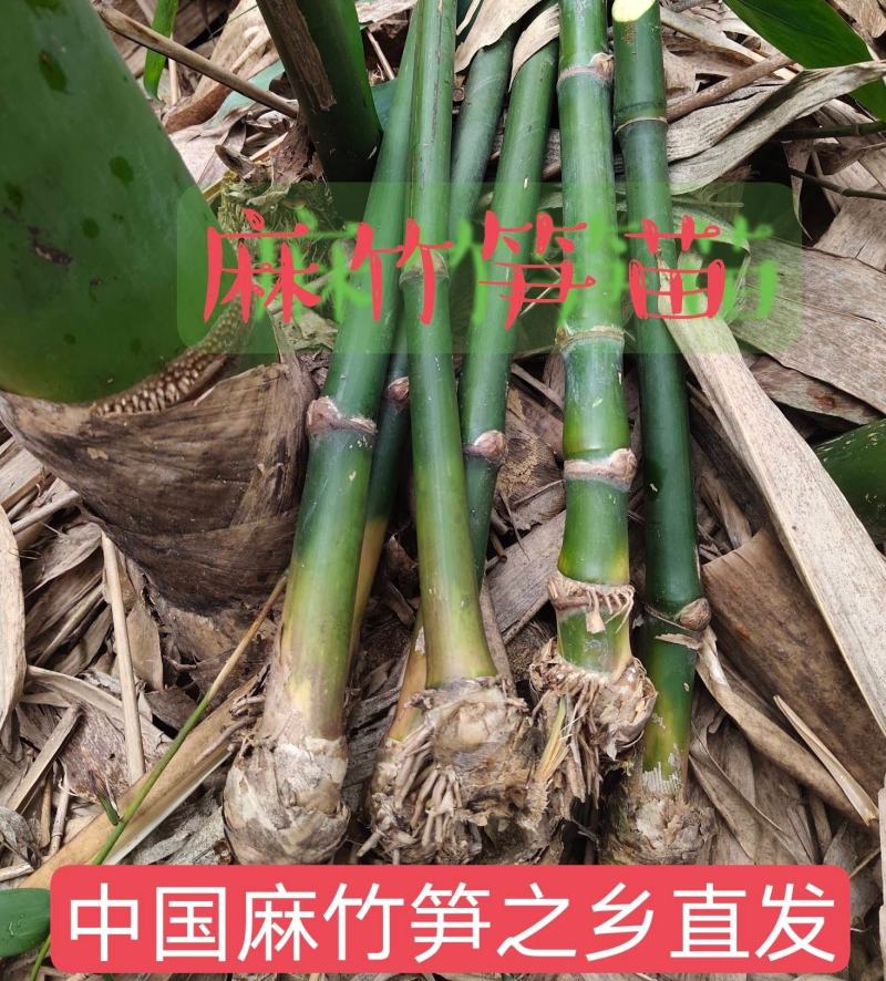 麻竹苗麻竹丫竹枝苗甜竹苗广东英麻竹笋之乡麻笋苗甜竹苗