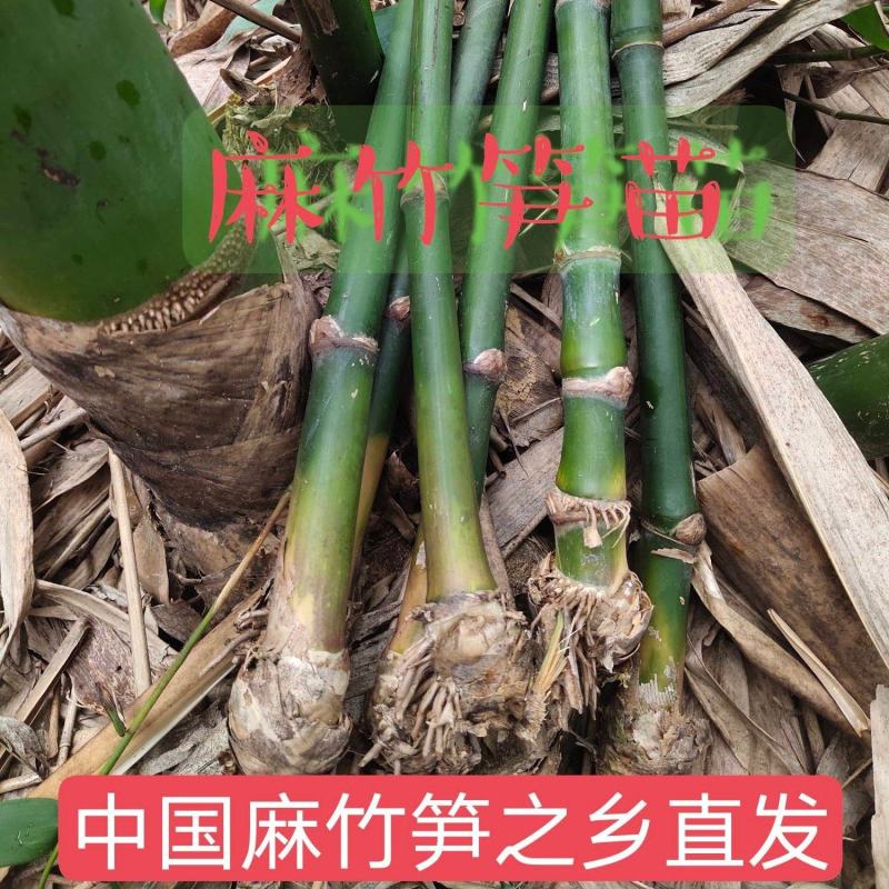 麻竹苗麻竹丫竹枝苗甜竹苗广东英麻竹笋之乡麻笋苗甜竹苗