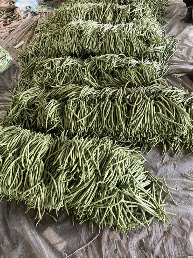 精品无丝豆产地直供一条龙服务