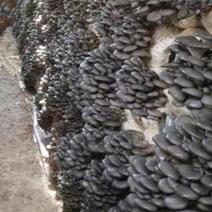 平菇菌棒，高产棉籽壳原料的菌棒，平菇菌包