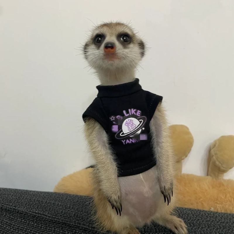 狐獴丁满细尾獴萌宠互动，景区观赏