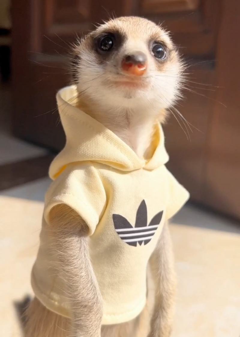 狐獴丁满细尾獴萌宠互动，景区观赏