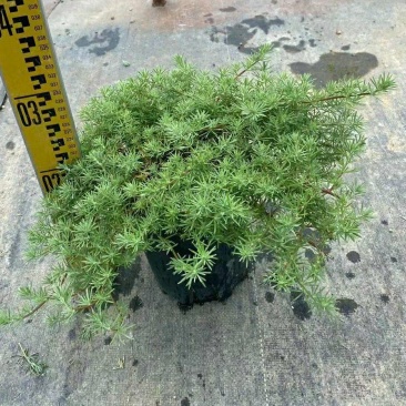 2302基地批发供应鹦鹉嘴盆栽苗吊篮10-30cm