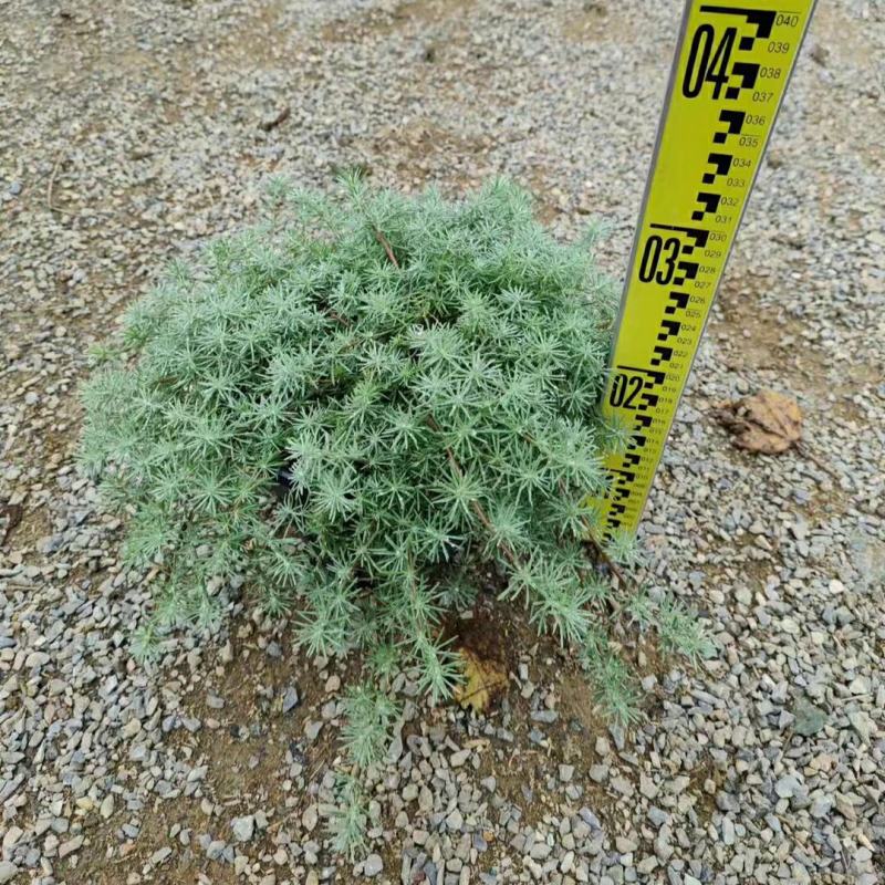 2302基地批发供应鹦鹉嘴盆栽苗吊篮10-30cm