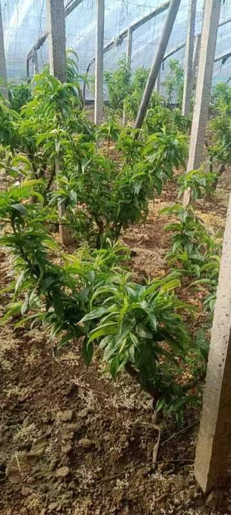 桃毛桃春雪桃供应电商团购新鲜采摘现采现发