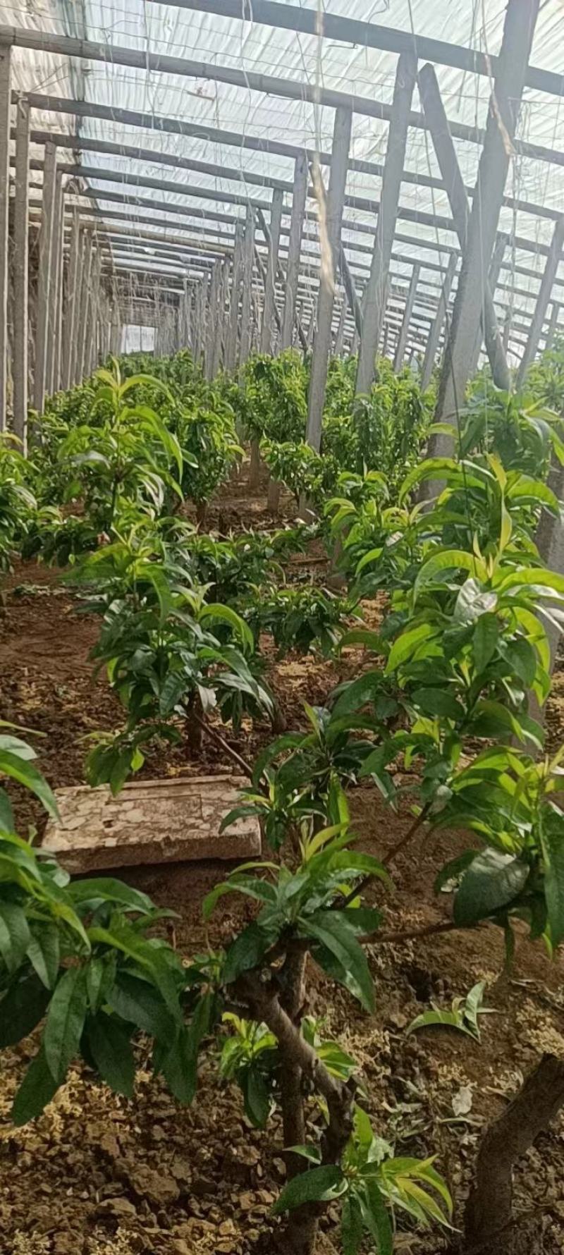 桃毛桃春雪桃供应电商团购新鲜采摘现采现发