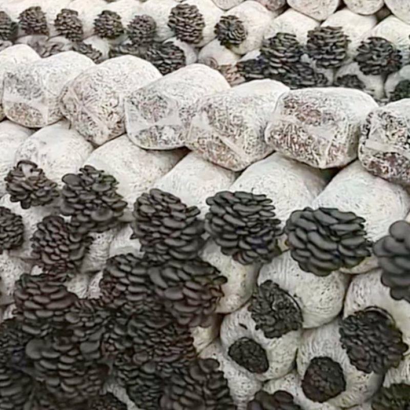平菇菌棒，高产棉籽壳原料的菌棒，平菇菌包