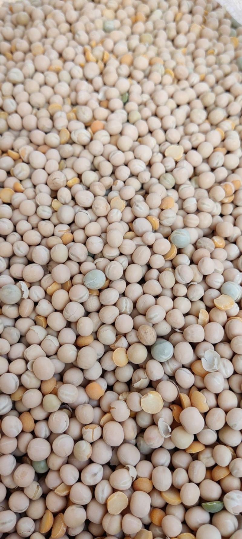 白豌豆