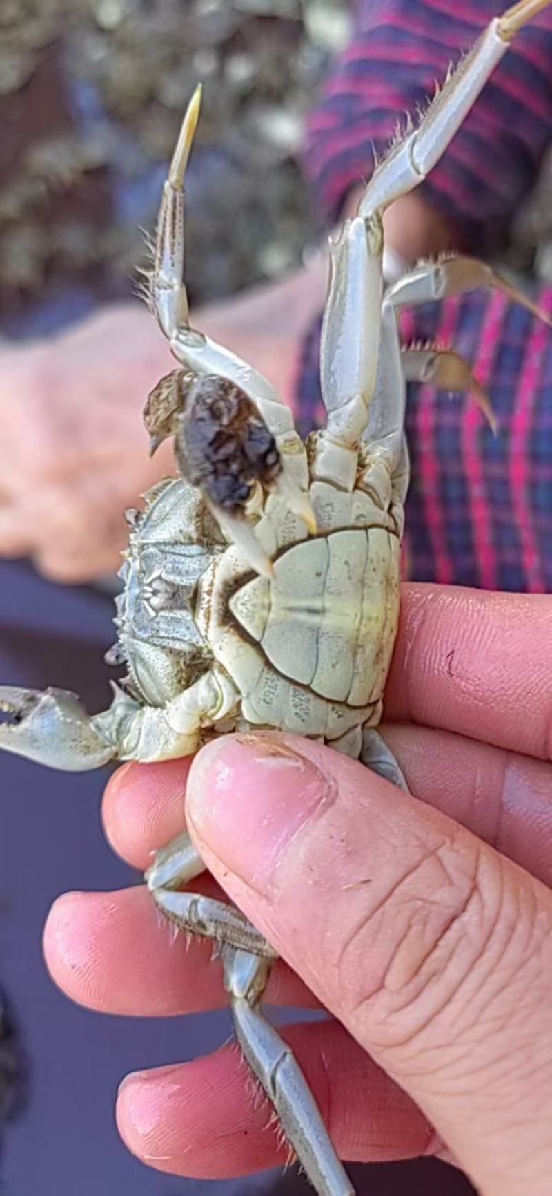 大母种蟹苗