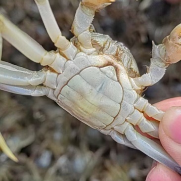 大母种蟹苗