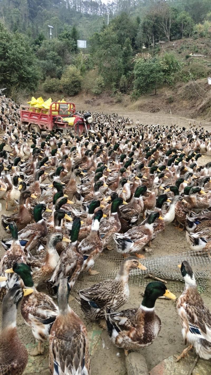 生态养殖，玉米田青头鸭，120天，玉米鸭🦆