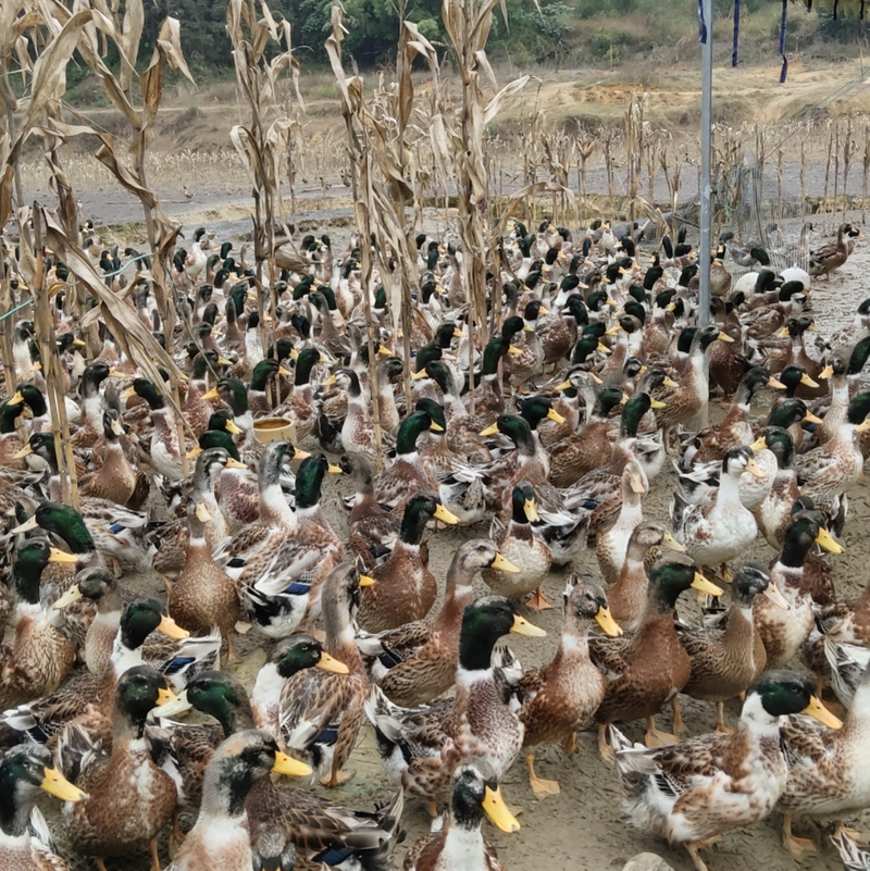 生态养殖，玉米田青头鸭，120天，玉米鸭🦆