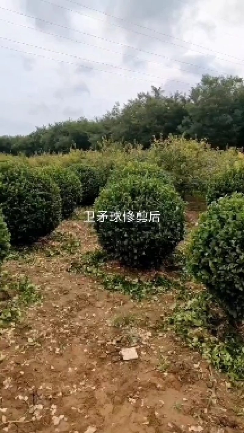 卫矛，卫矛球，带盆卫矛，带盆卫矛球，胶东卫矛球。