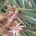 石菖蒲正宗石菖蒲种苗种植基地，欢迎全国各地客商前来选购