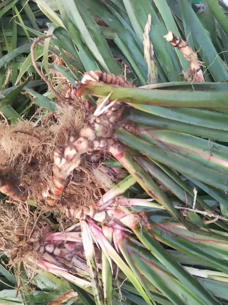 石菖蒲正宗石菖蒲种苗种植基地，欢迎全国各地客商前来选购